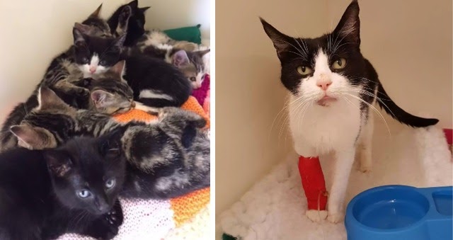 A Woman Had Gone For a Walk With Her Dog She Discovered a Bag With 9 Kittens Inside!