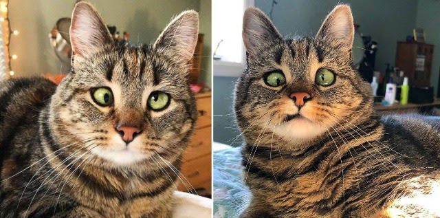 Rescue Kitty Named Crazy Eyes Olive Is Too Cute For Words