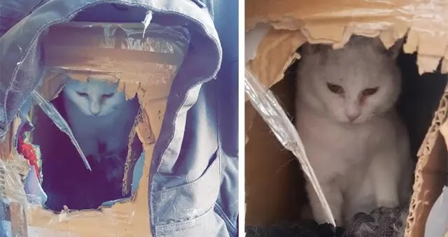 Cat Who Lived In Cardboard Box Finally Finds One Person Who Loves Her