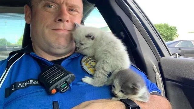 Kittens Can’t Stop Cuddling With The Police Officer Who Rescued Them