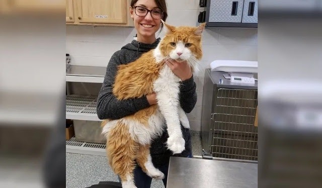 Giant Cat Came to Shelter Looking for New Home, Then Hours Later…