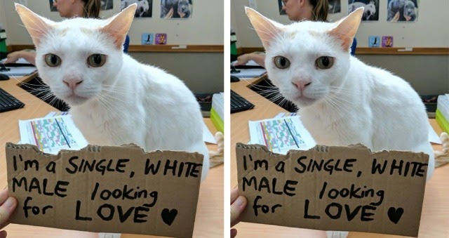 This Cat Had Been Waiting In Shelter For More Than 400 Days, So The Staff Came Up With A Plan