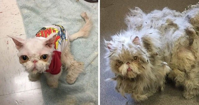 Poor Neglected Cat Covered in Matted Fur Looks Like He’s Dragging a Carpet Until He’s Completely Shaved