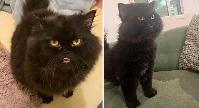 Stray Cat Comes Up to People Asking for Attention, Now He’s a ‘Giant Bear’ Obsessed with Face Rubs