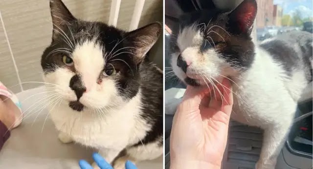 Cat Waits on the Road and Jumps in an Uber When the Door Opens, Ready to Be Taken off Streets