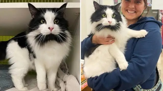 Outgoing Cat Came Up to a Person Asking for Food and Help and Ended Up Landing a Place of His Dreams