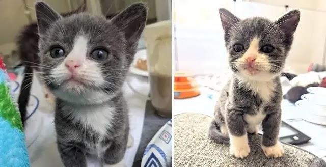 Kitten Half the Size He Should Be, is Determined to Live Full Life After Being Found without Mom