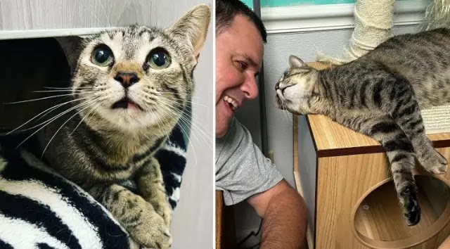 Man is Drawn to a Cat Who Has Waited for Nearly 800 Days at a Rescue Since She was Just a Kitten