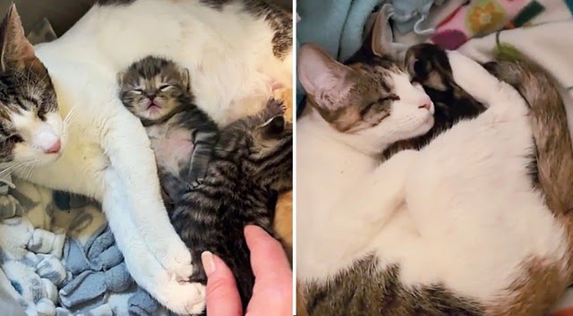 Three Blind Cats Come to a Home Seeking Help, Family Brings Them in and Realizes One of Them is Pregnant