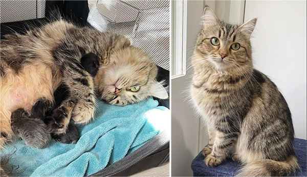 Cat Left Behind Outside, is Scоорed Uр by Kind People, Turns Out, They Rescue Her Kittens tоо