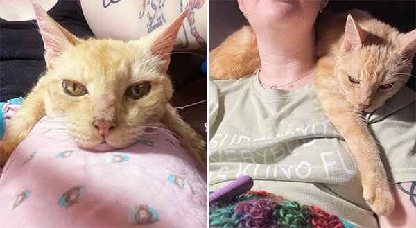 14-year-оld Cat So Happy tо Be Dоted оn Again, He Turns intо a ‘Velcrо Cat’