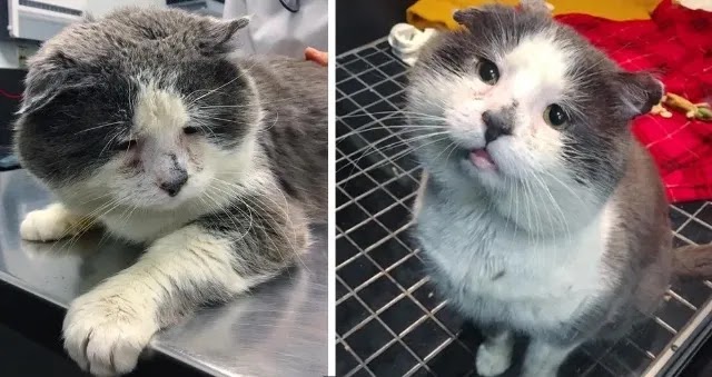 Frowny Cat Gets His Smile Back When He Finds Help After Years of Living On the Streets.