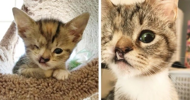 Couple Gives One-eyed Kitten with Snaggletooth a Chance While Others Say It Isn’t “Worth It”.