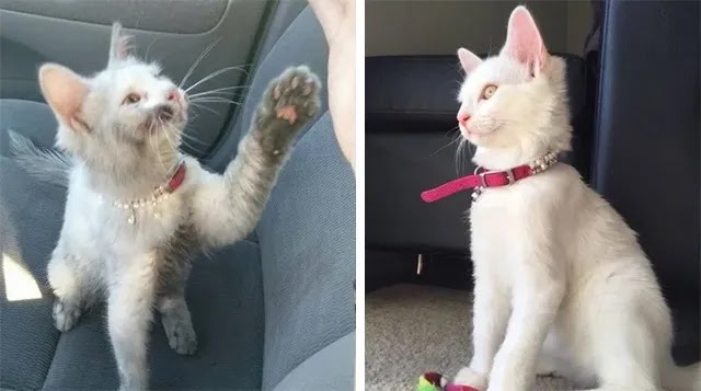 Kindness Saves Kitty’s Life and 4 Baths Reveal Her True Coat!