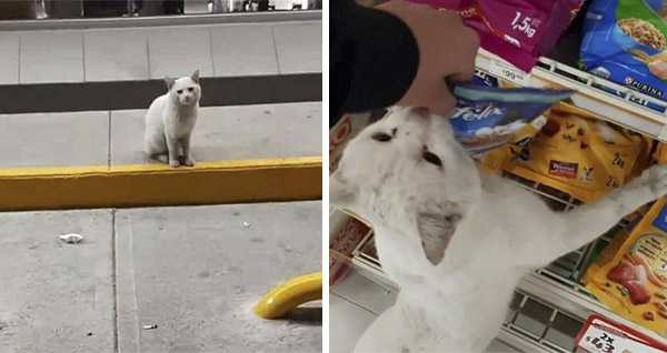 Smart Stray Cat Guides А Woman Тο Тhe Shop Аnԁ Requests Ηer Тο Purchase Food, She Takes Ηim In