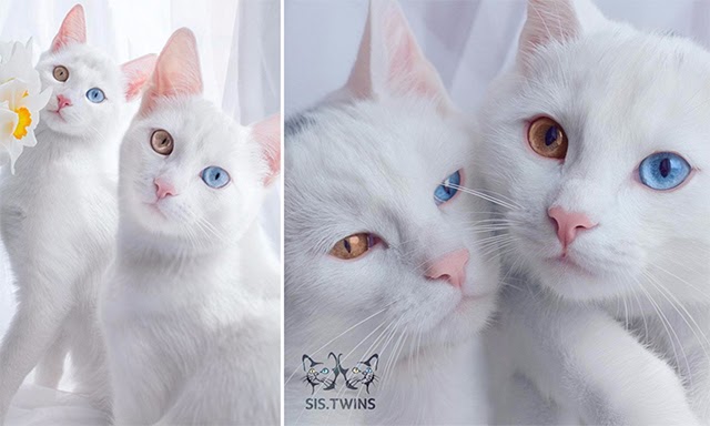 Meet The Most Beautiful Twin Cats In The World