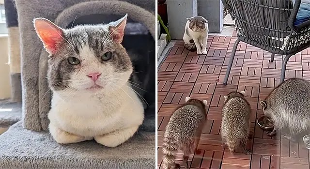 Big Cheeked Cat Had to Compete with Other Animals Outside for Food, Now is the Boss of the House