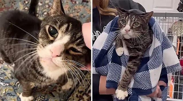 Older Cat Looks Glum While Being in a Shelter Kennel, a Home Changes Everything for Him