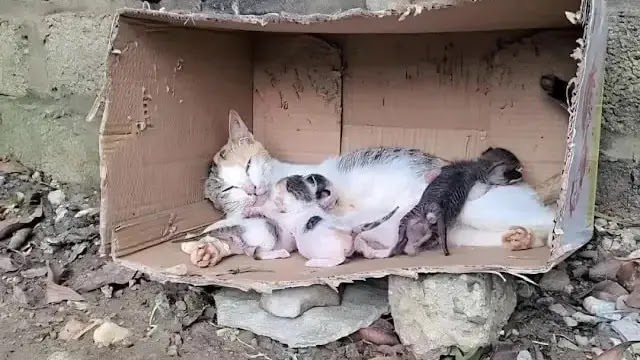 A Stray Cat Gave Birth To Kittens In A Cardboard Box By The Roadside, But Fortunately, A Kind-hearted Person Came To Rescue Them!