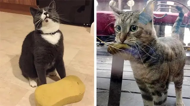 These 9 Cats Bring Their Humans Some Unusual Gifts