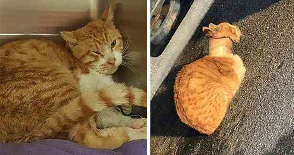 Rescuers Save Cat With Taрe Rоll Stuck Over Neck and Turn His Life Around…