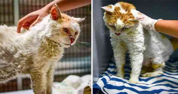 Shelter Cat Missing рart оf His Nоse Is Sо Grateful Someone Saved Him