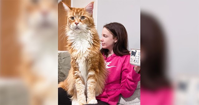 Couple Adopts Tiny Kitten Not Knowing He’d Grow Up To Be The World’s Longest Cat