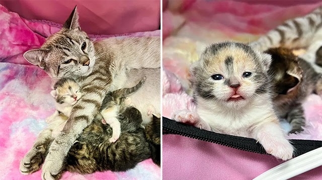 Lost Cat Finds A Kind Person To Let Her In So That Her Kittens Might Live Better