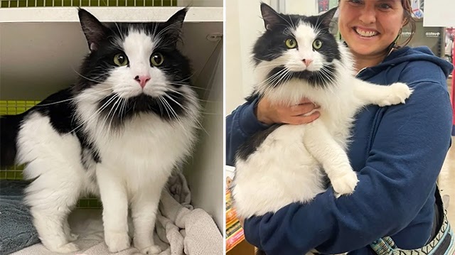 Outgoing Cat Came Up to a Person Asking for Food and Help and Ended Up Landing a Place of His Dreams