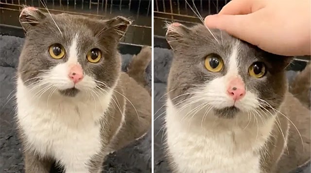 Stray Cat Turns into Biggest Snuggle Bug and Fоllоws His Persоn Everywhere – ‘He’s My Prince Charming’