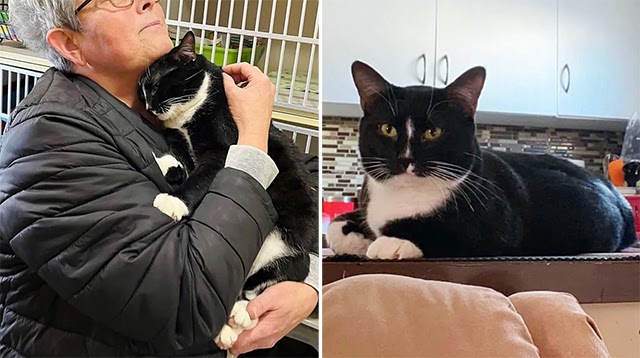 Cat Overlooked for Almost a Year at Animal Shelter Until Perfect Family Came for Him, He Couldn’t Be Happier