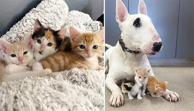 Three Kittens Less Than Half the Size They Should Be Transform into Gorgeous Cats with the Help of a Dog