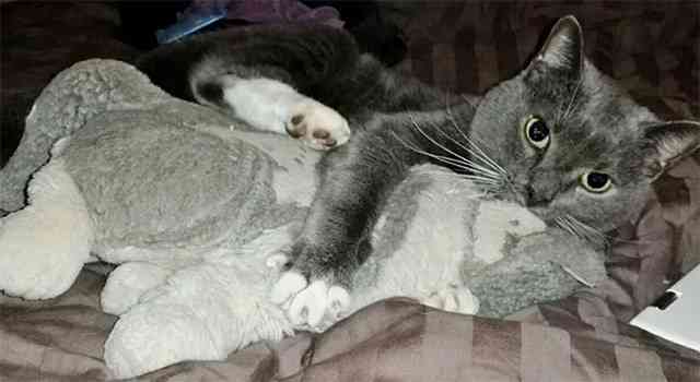 Senior Cat Clings to His Stuffed Animal After Loss of His Owner.