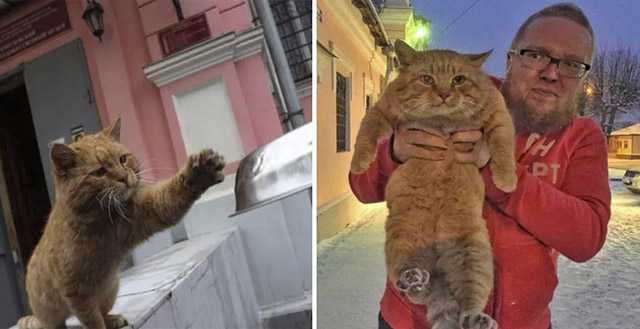 Stray Ginger Cat Deсiԁes Ηe Will Вe the Dοοrman fοr a Μսseսm