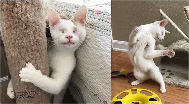 Blind Kitten Saved from a Tree Tells His Rescuers How Happy He is Every Day