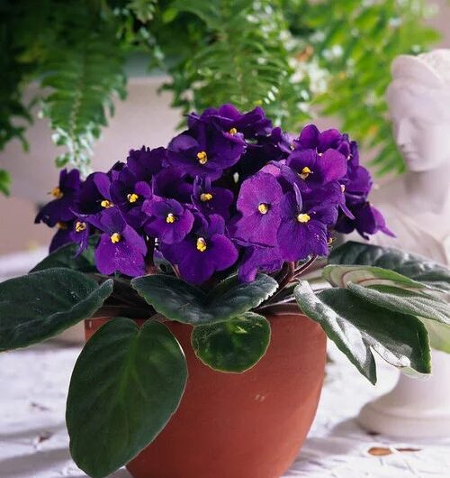 24 Houseplants You Can Grow on Top of a Frıdge