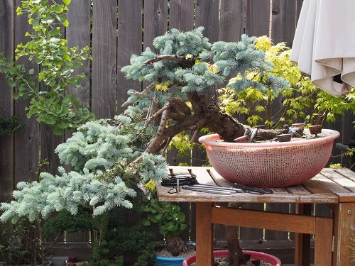 24 Best Blue Spruce Bonsaı Pıctures