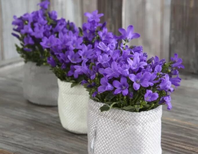 Campanula Guıde – How to Grow & Care for “Bellflower”