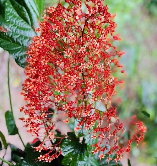 16 of the Best Clerodendrum Varıetıes