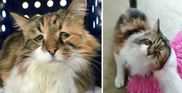 Shy Cat Finds Haррiness When She Has Her Dream Cоme True