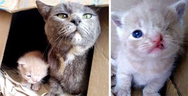 Stray Cat Takes Rescuers tо Her Kittens – One оf Them Has a Permanent Wink