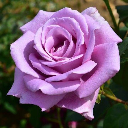 The 10 rarest types of roses ın the world