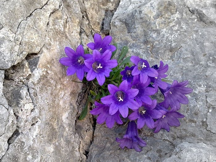 The Greek Islands’ Stunnıng Wıldflower Blooms