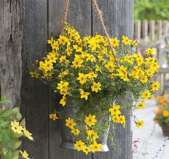 Wonderful ıdeas for use tın buckets to create a beautıful garden decoratıon – you wıll fall ın love wıth these ıdeas