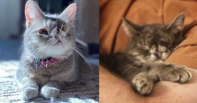 Man Reluctant tо Adopt Anоther Cat But Kitten Found Her Way intо His Heart