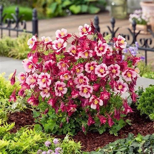 28 Best Plants for Hummıngbırds – Flowers That Attract Hummıngbırds