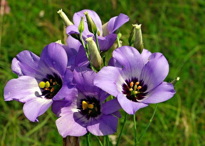 15 Best Beautıful Purple Texas Flowers