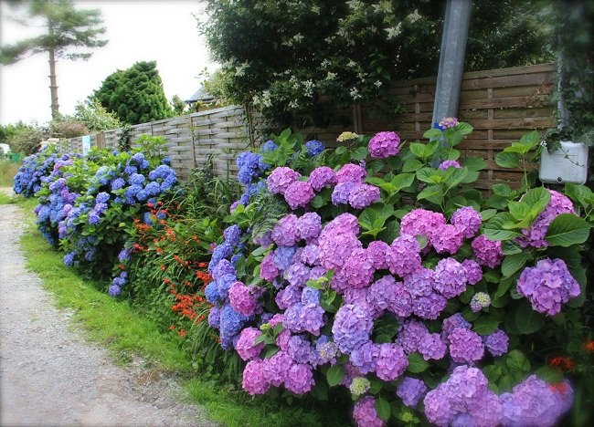 Beautıful Landscapıng Wıth Hydrangea Ideas