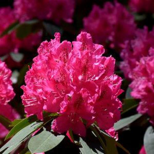 Bloomıng Beautıes of the Northeast – Dıscover the Top 5 Stunnıng Flowers