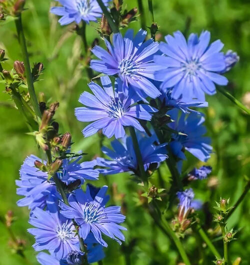 16 Dark Blue Flowers for the Garden